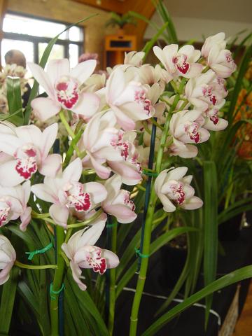 orchids-june10 015.JPG